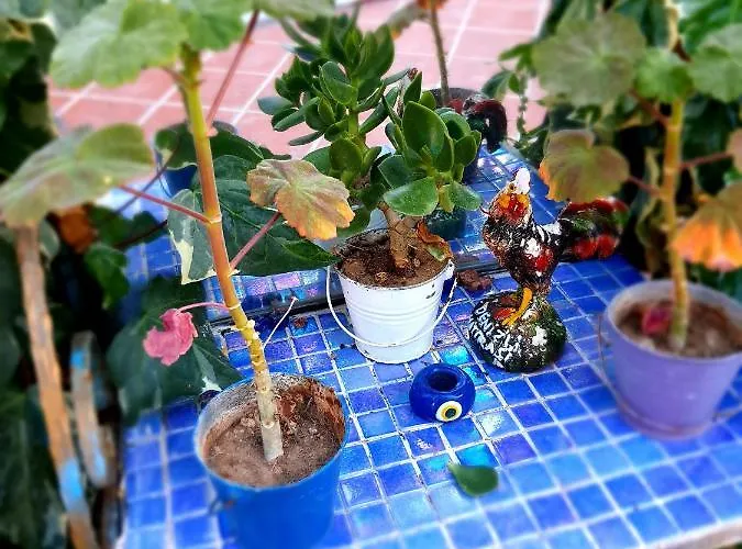 Stone House 4* 博德鲁姆